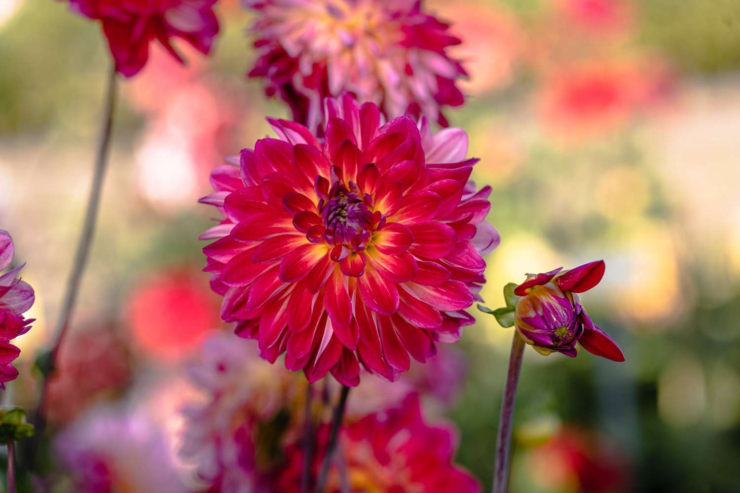 Dahlie 'Double Shine'